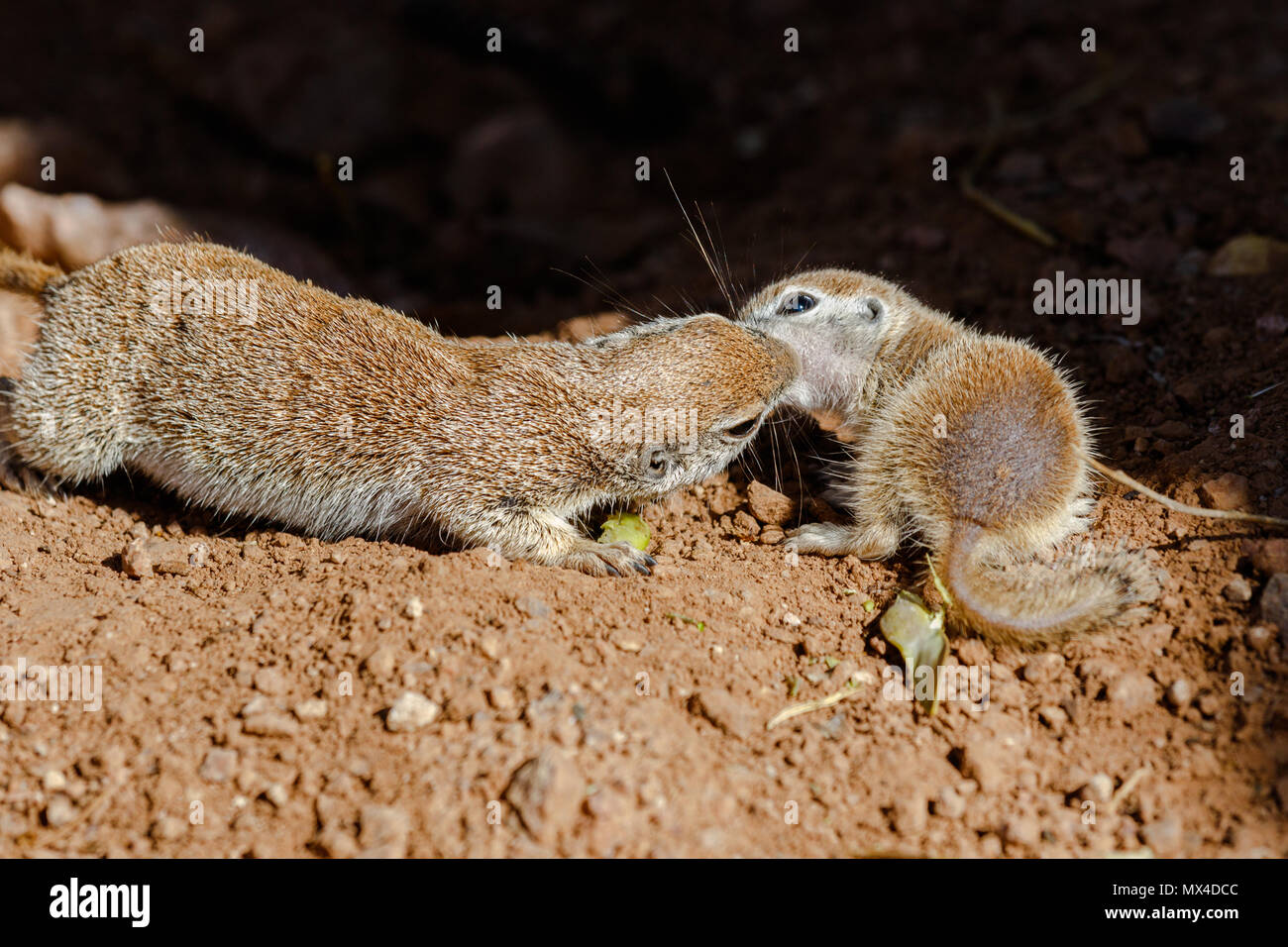 Paire de spermophiles à queue ronde (xerospemuphilus tereticaudus), la mère et l'enfant, nuzzling chaque autres au printemps. Le désert de Sonora en Arizona. Banque D'Images