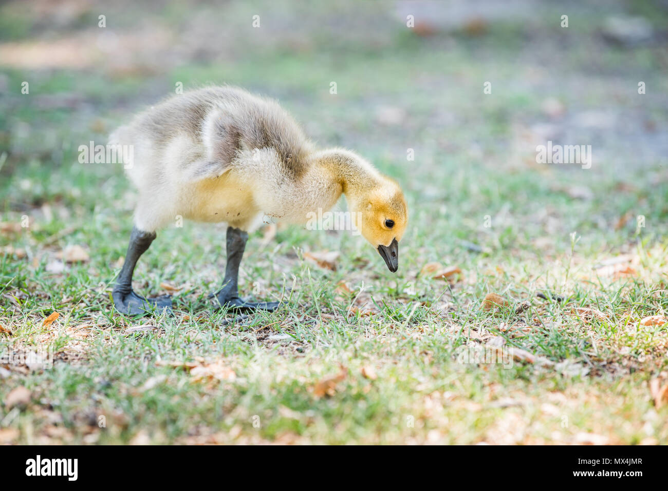 Libre d'un bébé oiseau oie oisons chick sur gazon plantes mignon yeux  adorables, palmes Photo Stock - Alamy