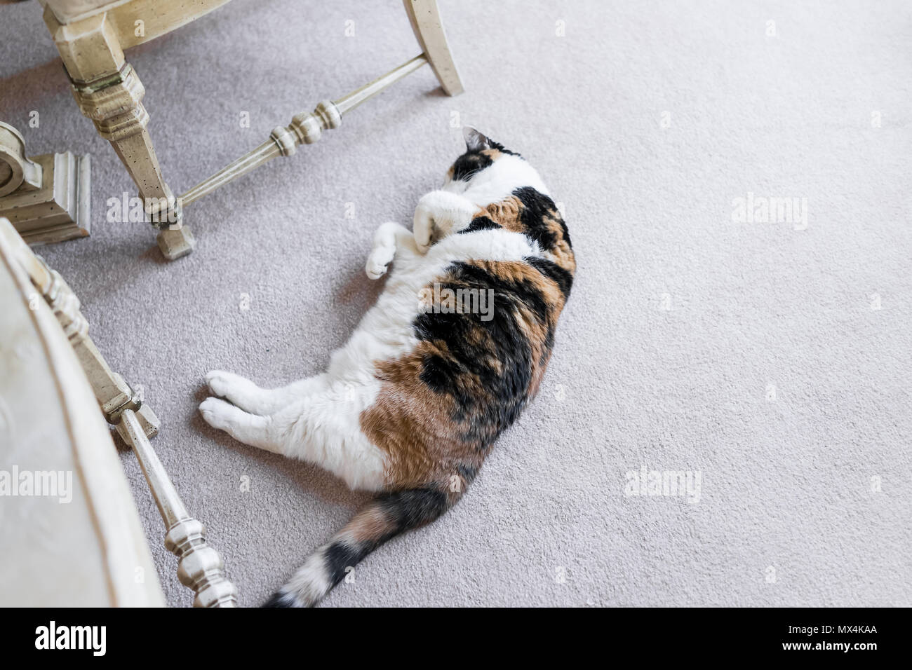 Libre de lazy chat calico allongé sur le tapis dans la maison salle de séjour par table et chaises sleeping Banque D'Images