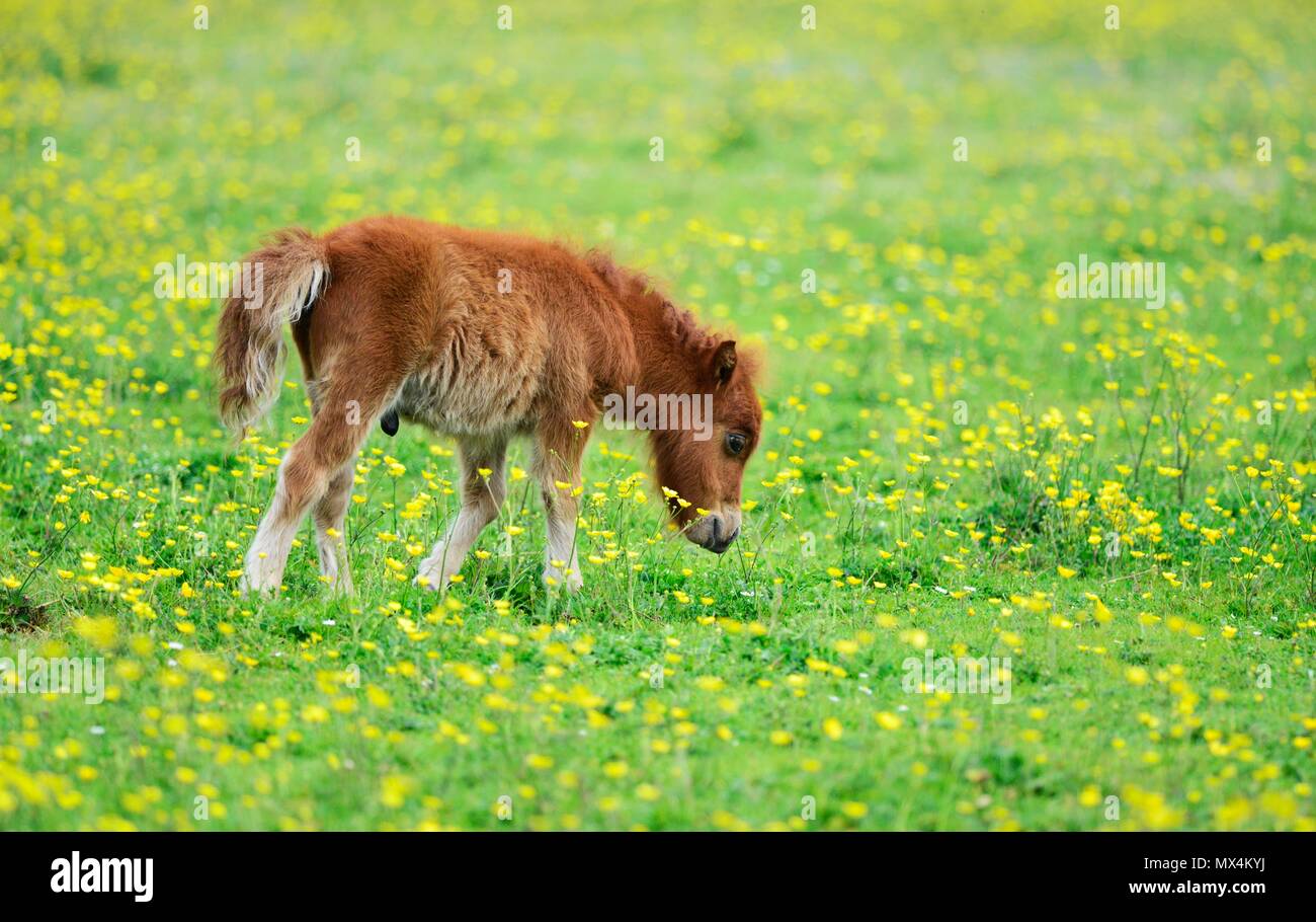 Poney Shetland Banque D'Images