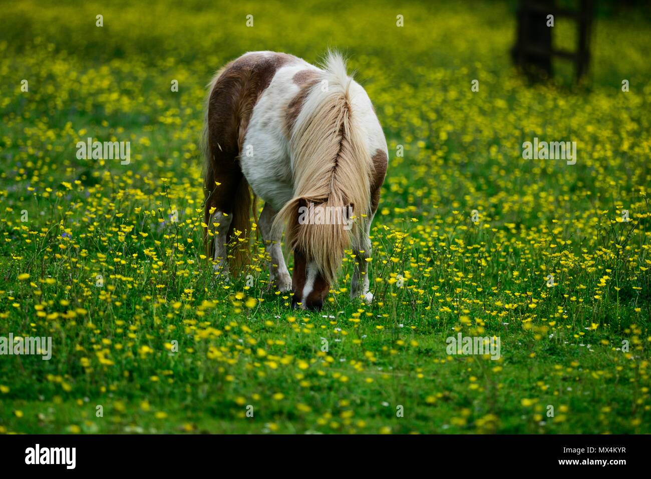 Poney Shetland Banque D'Images