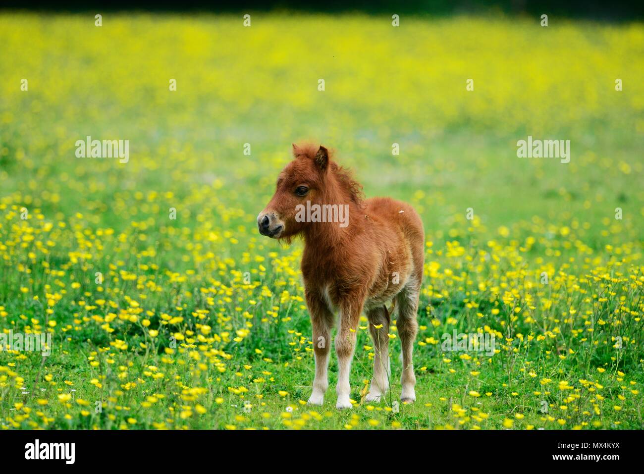 Poney Shetland Banque D'Images