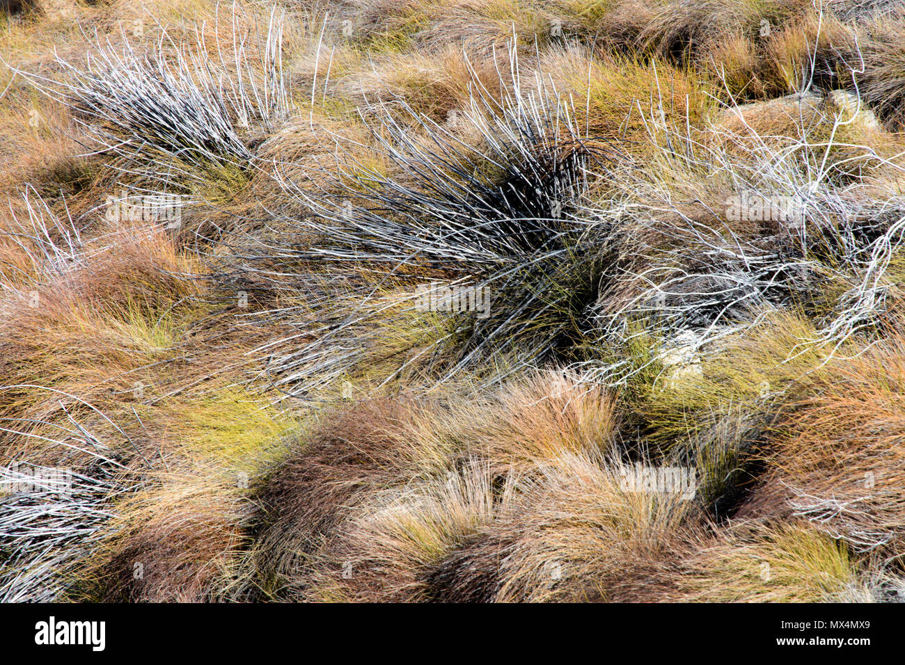 L'herbe le long du sentier de la croix de Malte dans le Cederberg, Afrique du Sud Banque D'Images