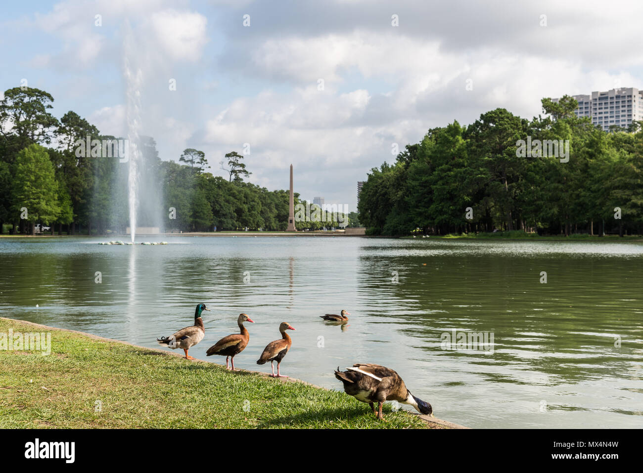 Les canards et autres oiseaux sauvages s'adapter à l'environnement urbain, de fourrage par un lac à l'Hermann Park. Houston, Texas, USA. Banque D'Images