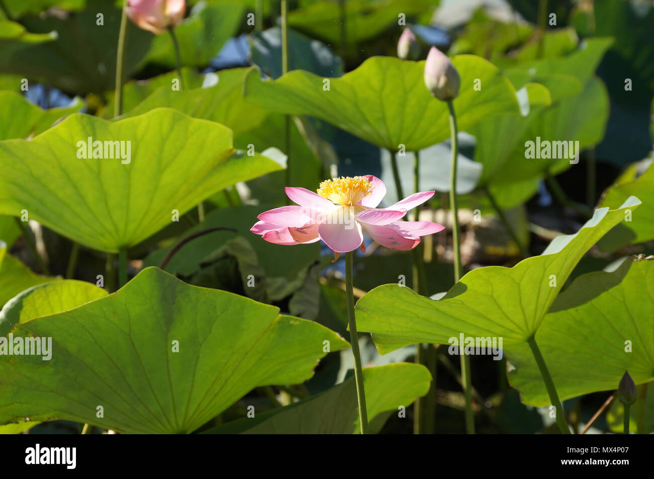 Fleur de Lotus sur le lac dans une plaine inondable de la rivière Volga Banque D'Images