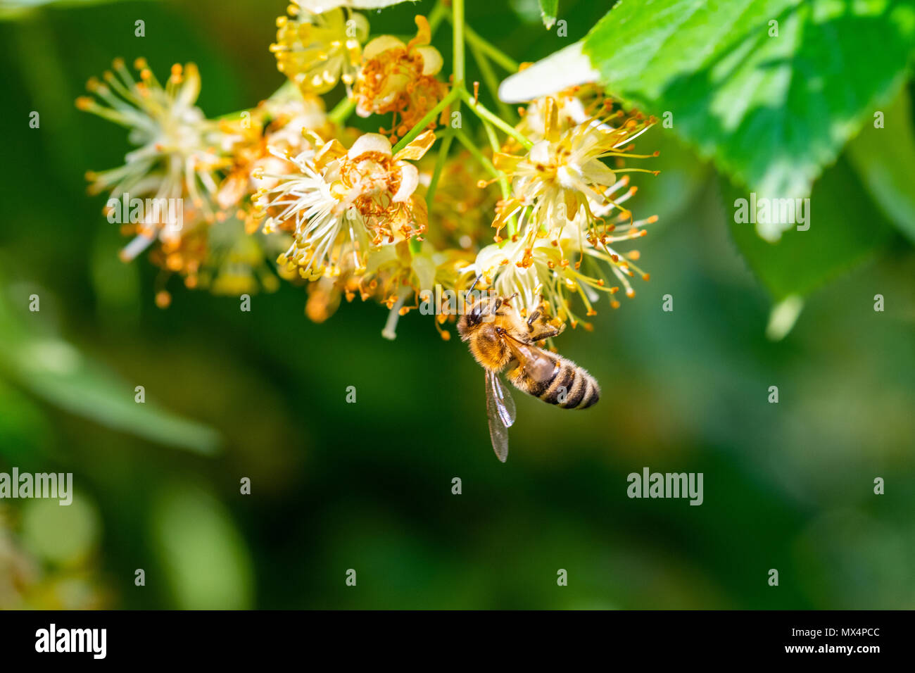 Dans l'abeille Carnica Apis Fleurs de Tilleul, fleurs de tilleul, en close up de bourdon la collecte de nectar, miel, abeille pollinisant Banque D'Images