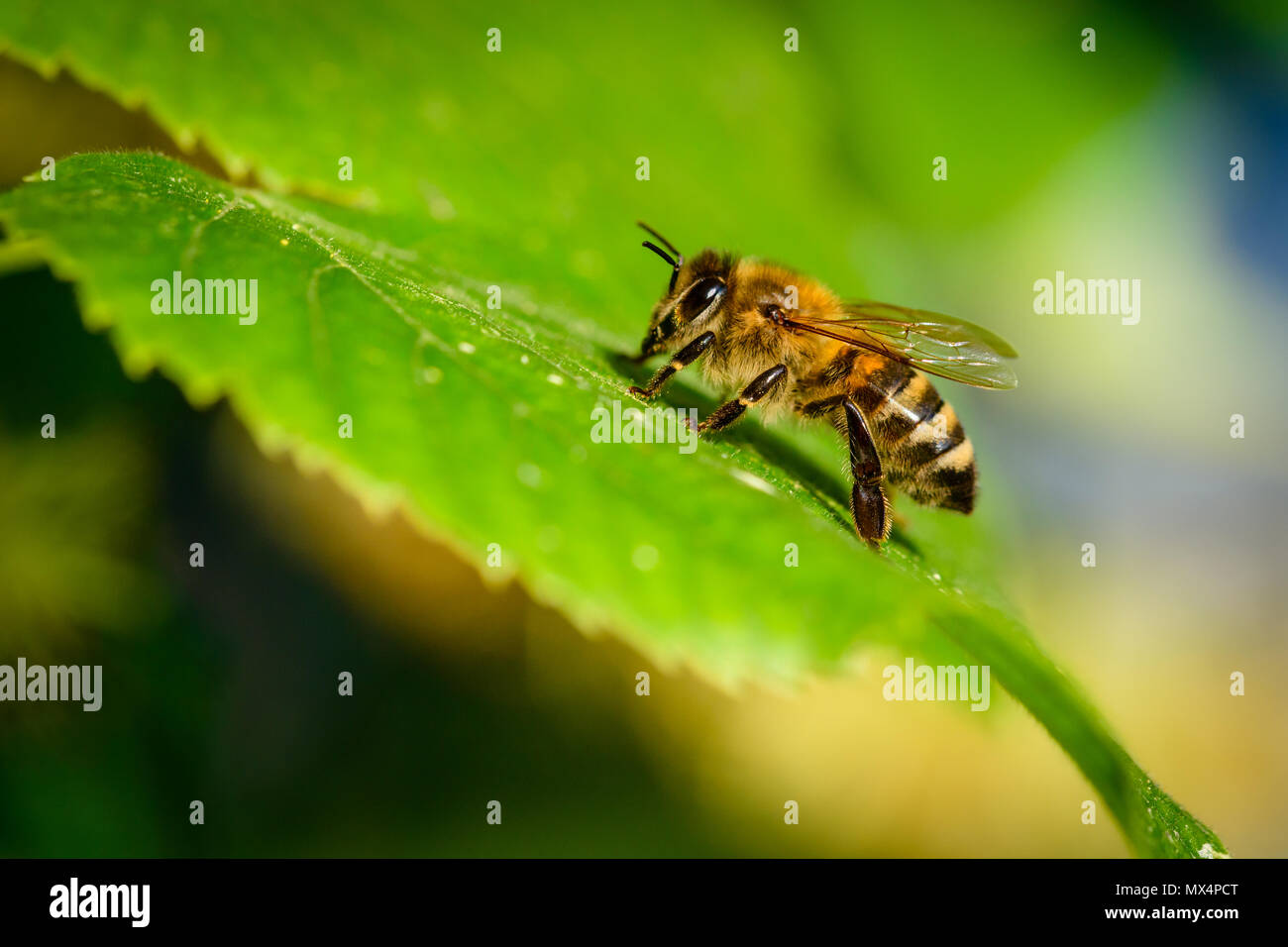 Bumblebee en fleurs de tilleul, Close up de bourdon la collecte de nectar, miel Banque D'Images