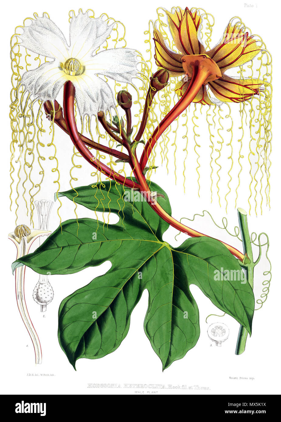 . Hodgsonia heteroclita plante mâle . Publié 1855. Cathcart, John Fergusson (1802 - 1851) 282 homme Hodgsonia heteroclita Banque D'Images