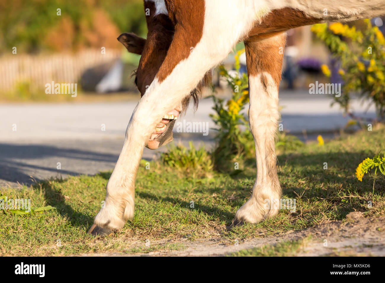 Un poney sauvage à Assateague Island National Seashore, mordre à sa jambe avant pour soulager une démangeaison Banque D'Images