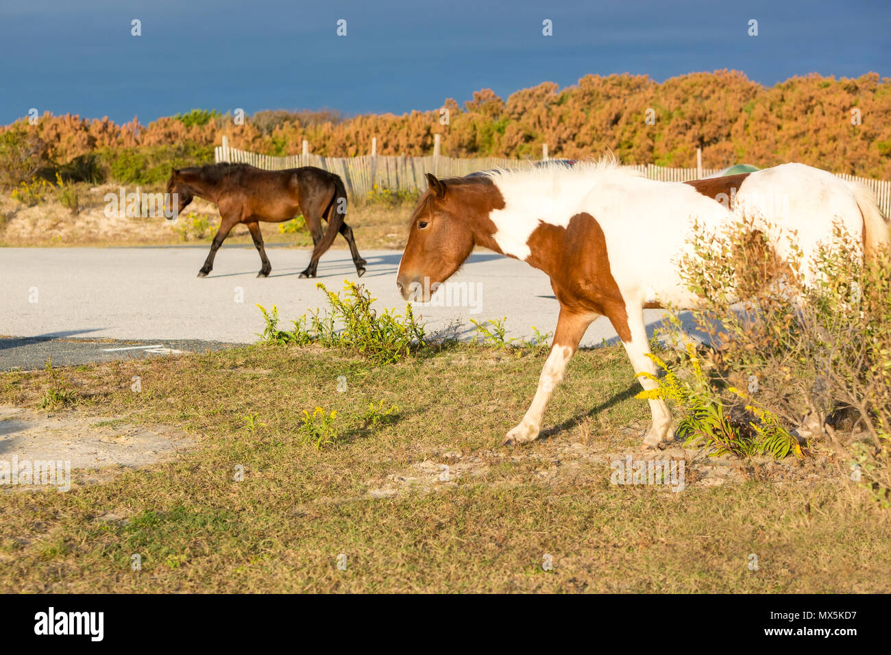 Deux poneys sauvages marche à travers une zone de camping à Assateague Island National Seashore, Maryland Banque D'Images