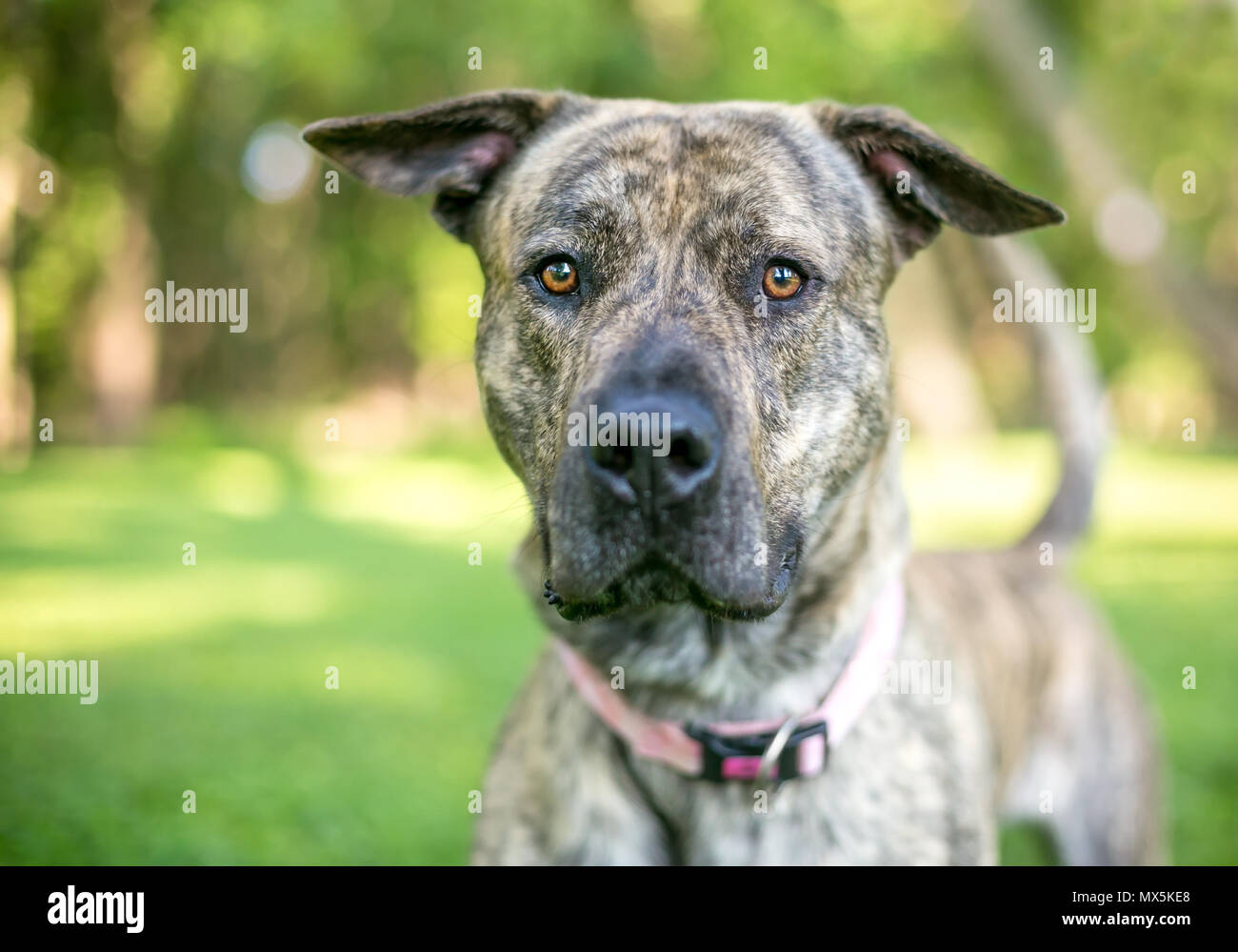 Un grand bringé dog outdoors Banque D'Images