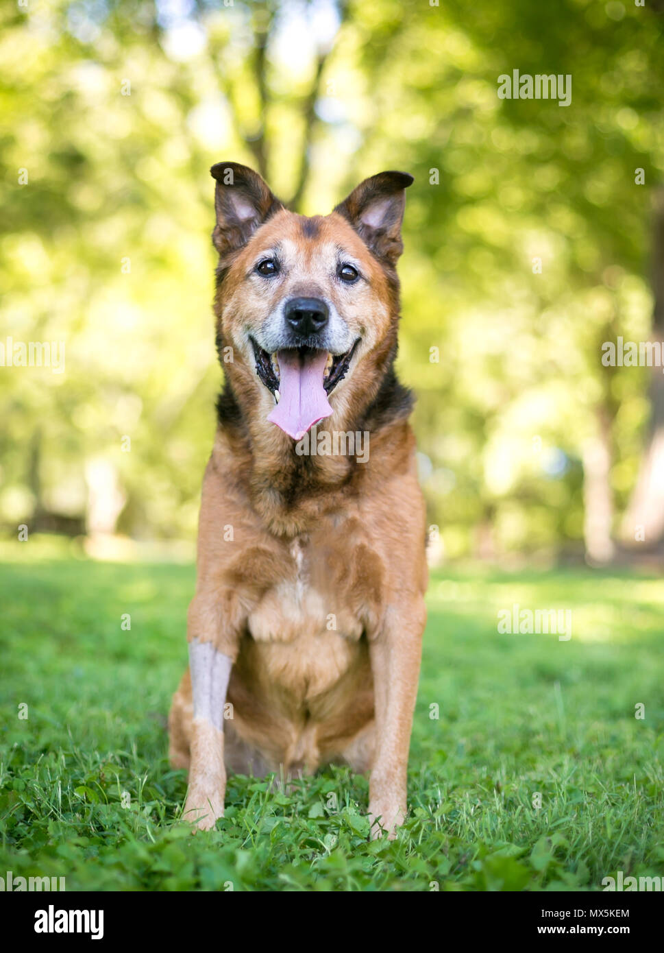 Un berger allemand senior dog avec une jambe rasée après la chirurgie Banque D'Images
