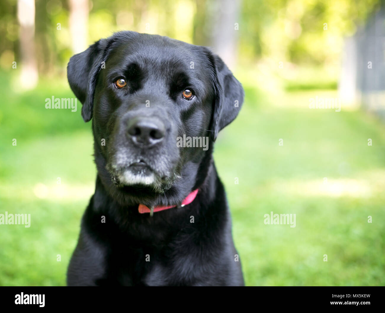 Un chien de race labrador retriever avec fourrure noir brillant Banque D'Images