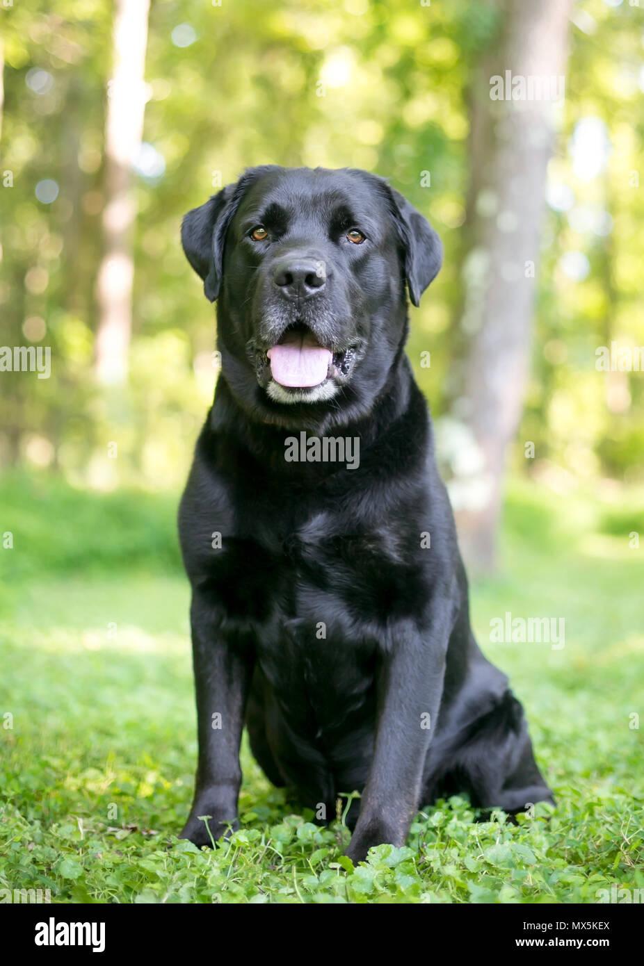 Un chien de race labrador retriever avec fourrure noir brillant Banque D'Images