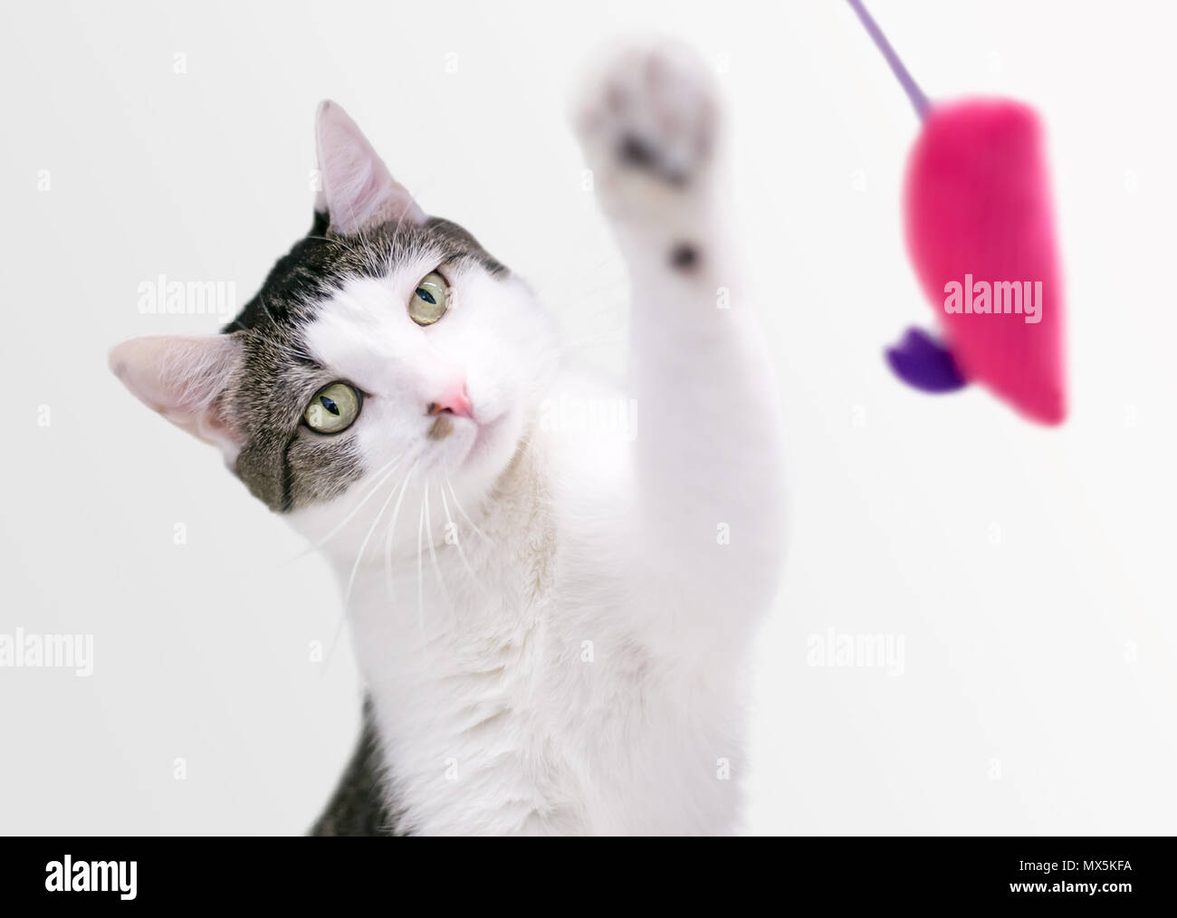 Shorthair domestique un chat jouant avec une souris jouet Banque D'Images