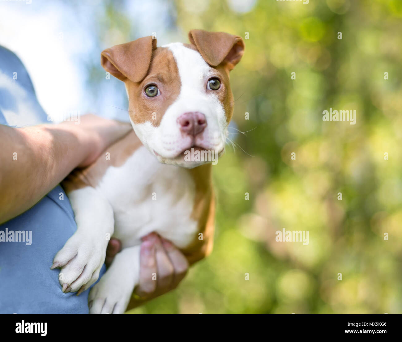 Un Joli Blanc Et Rouge Pit Bull Terrier Chiot De Race Mixte Dans Les Bras De Son Proprietaire Photo Stock Alamy Un Joli Blanc Et Rouge Pit Bull Terrier Chiot De Race Mixte Dans Les Bras De Son Proprietaire Photo Stock Alamy