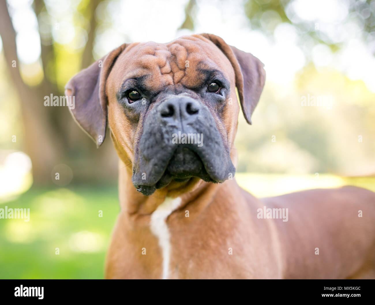 Close Up Dun Chien Boxer Pure Race Banque Dimages Photo