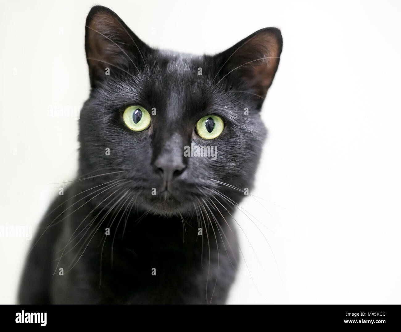 Un chat domestique à poil court noir avec des yeux verts Banque D'Images