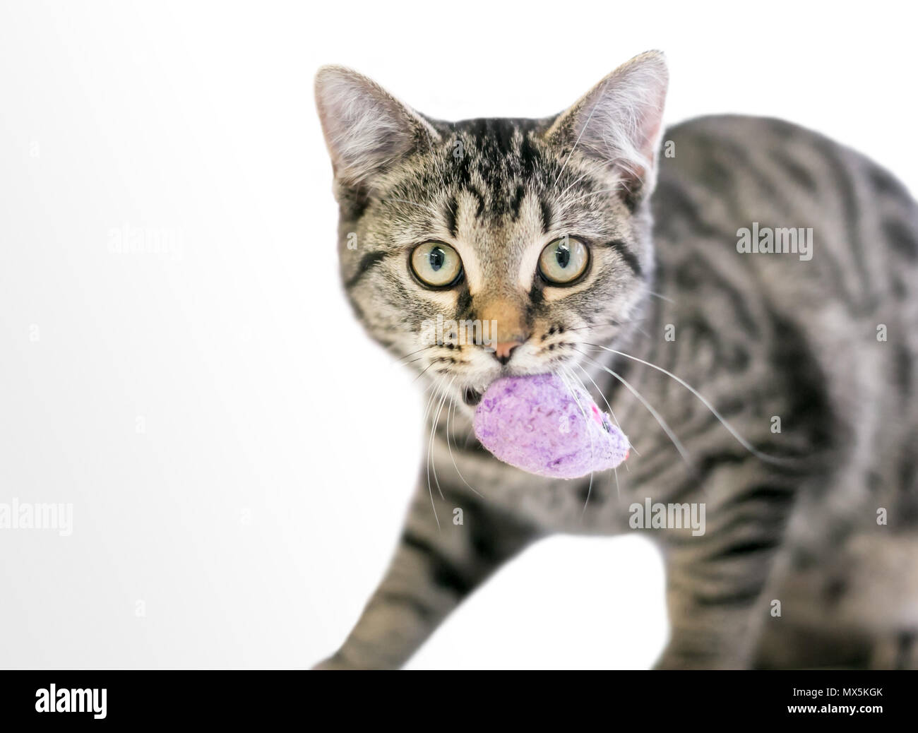 Une jeune domestique tabby shorthair chat porteur un jouet en peluche souris dans sa bouche Banque D'Images