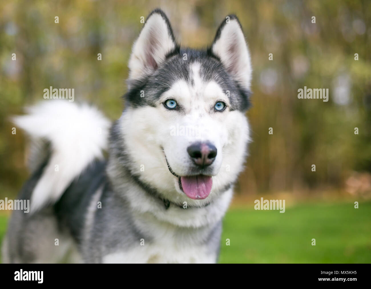 Un chien de race Husky Sibérien aux yeux bleus Banque D'Images