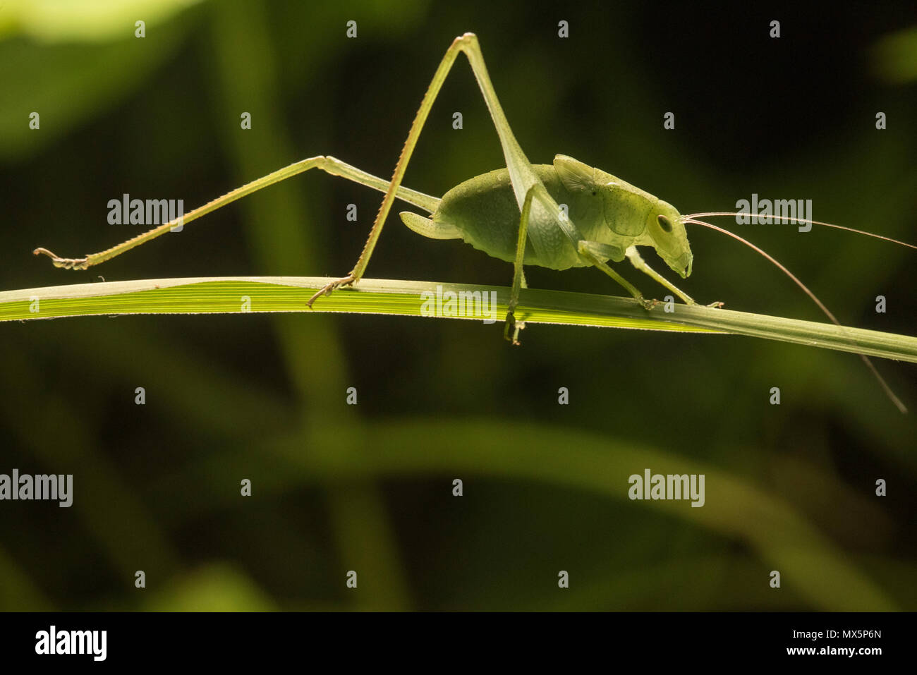 Un petit livre vert katydid caché dans l'herbe, comme vu dans Greenvlle, Caroline du Nord. Banque D'Images