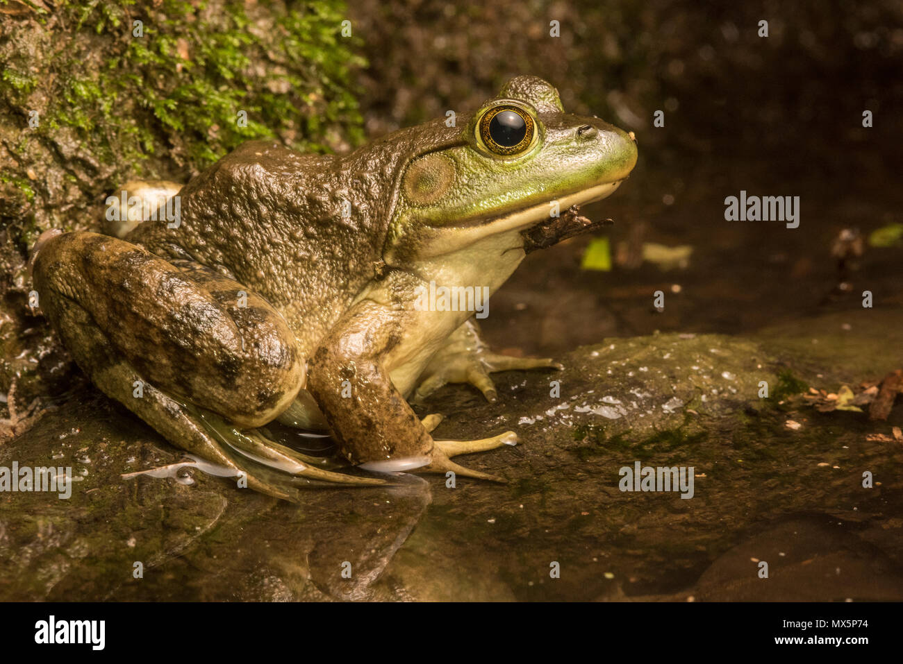 (Lithobates catesbeianus grenouille taureau américain) assis dans une forêt inondée pendant la nuit, il y a des domaines où elles sont envahissantes mais NC est son aire d'origine. Banque D'Images
