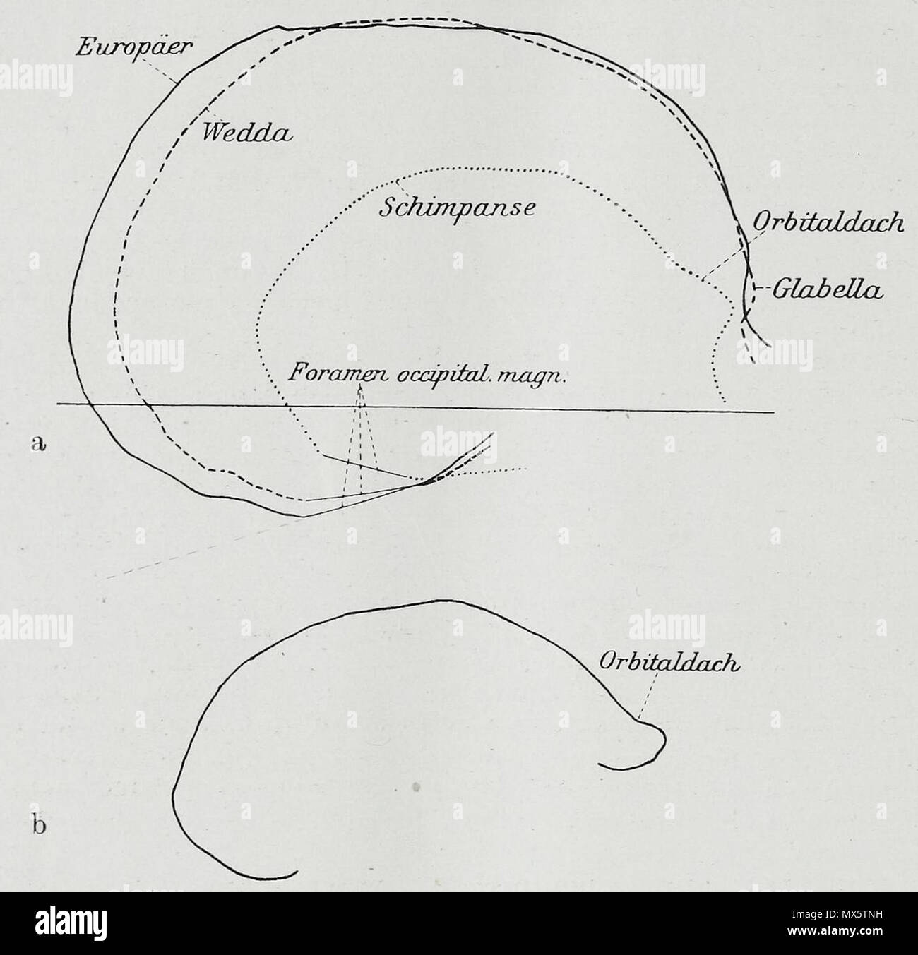 . Anglais : Une illustration anatomique de l'édition allemande de 1921 pot des Menschen : ein Lehrbuch für Studierende und Ärzte avec la terminologie de l'Amérique latine. 30 novembre 2013, 11:13:47. Hermann Braus Braus 97 1921 347 Banque D'Images