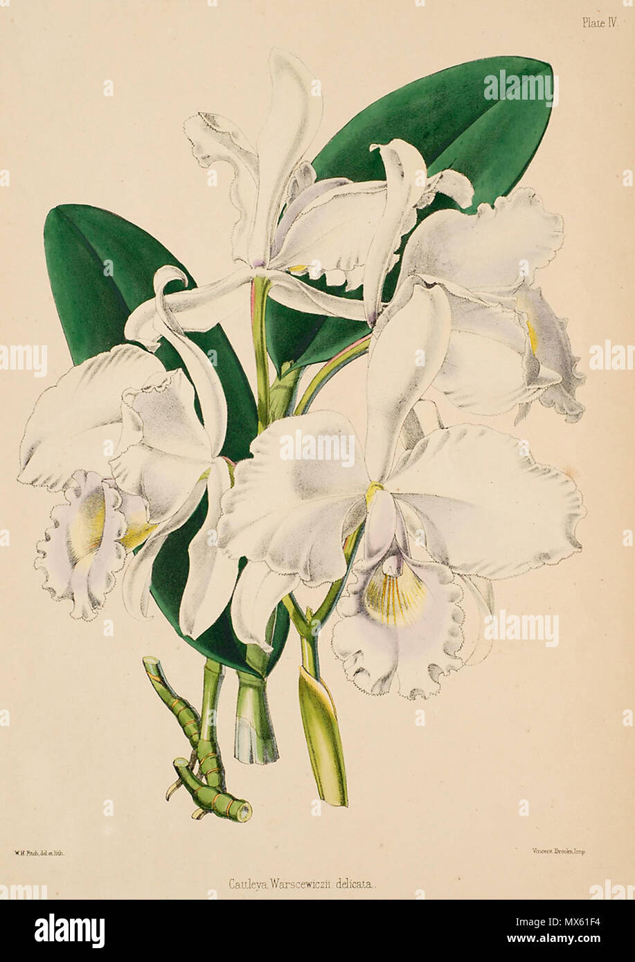 . Illustration de Cattleya warscewiczii . Entre 1862 et 1865. Walter Hood Fitch (1817 - 1892), illustrateur, Robert Warner (1814-1896) et Benjamin Samuel Williams (1822-1890) 119 éditeurs Cattleya warscewiczii - Warner, Williams - Sélectionnez orch. de plantes 1, pl. 4 (1862-1865) Banque D'Images