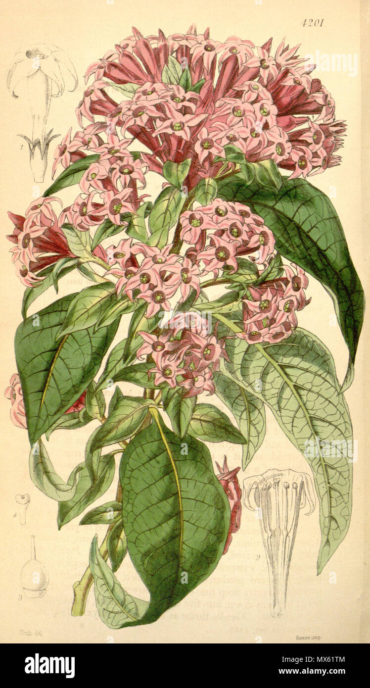 . Anglais : Cestrum endlicheri, comme Habrothamnus corymbosus . 6 novembre 2012, 23:23:57. Cestrum endlicheri W.J.Hooker 121 Banque D'Images