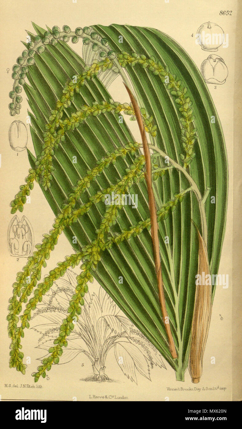 . Chamaedorea nana ( = Chamaedorea pumila), Arecaceae . 1916. M.S. del., J.N.Fitch lith. 122 142-8652 Chamaedorea nana Banque D'Images