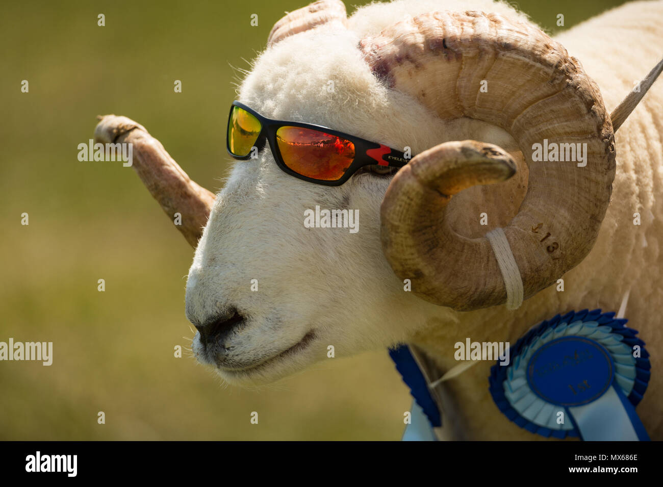 Shepton Mallet, UK, 2e juin 2018. Cool les moutons dans des lunettes de  soleil dans la Grande Parade à la 155e baignoire et West Show 2018, James  Thomas/Alamy Live News Photo Stock -