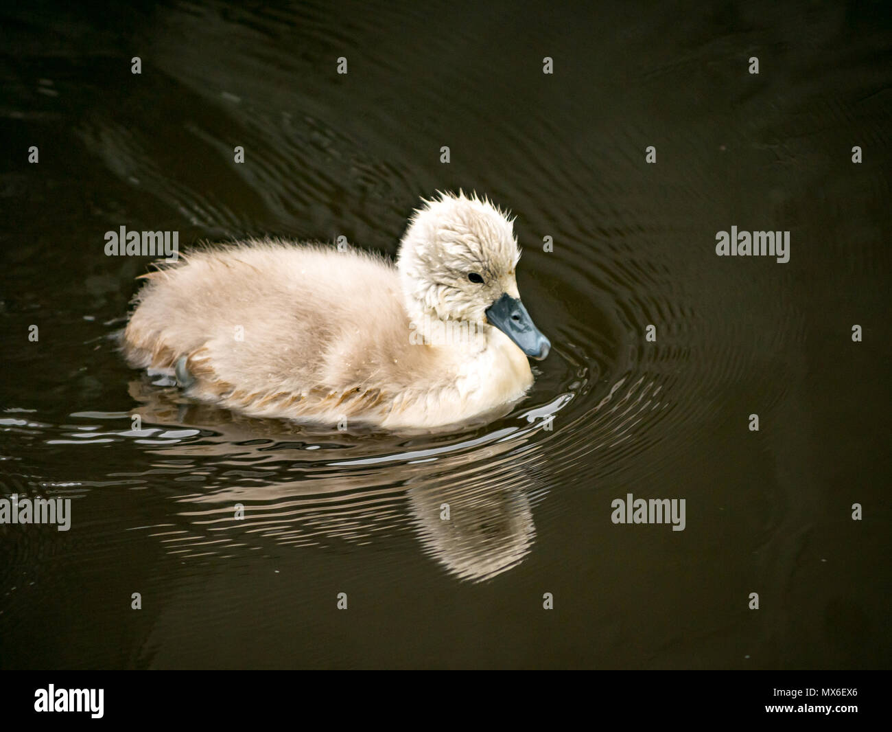 Water of Leith, Leith, Édimbourg, Écosse, Royaume-Uni. Gros plan d'un cygne muet, Cygnus olor, cygnet moelleux nageant dans l'eau de la rivière Banque D'Images