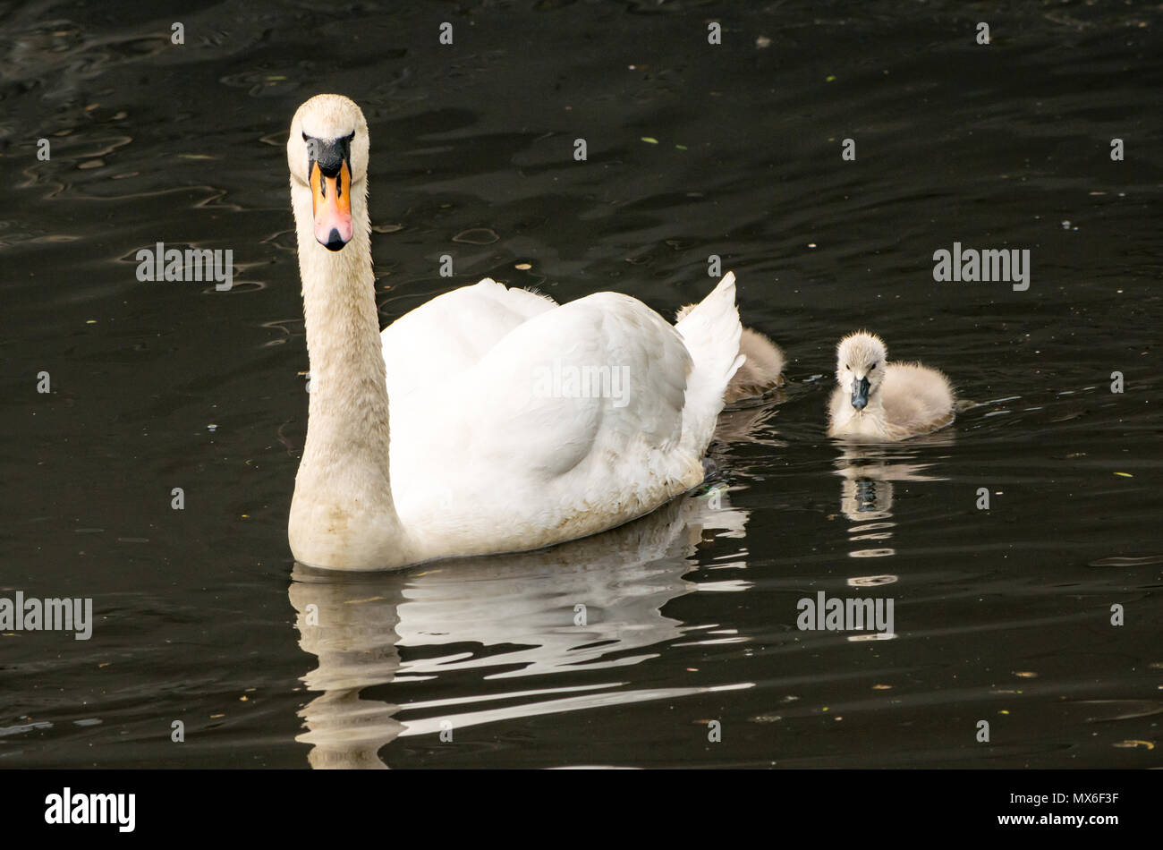 Water of Leith, Écosse, Royaume-Uni. Un cygne muet, Cygnus color, et cygnet moelleux nageant dans la rivière Banque D'Images