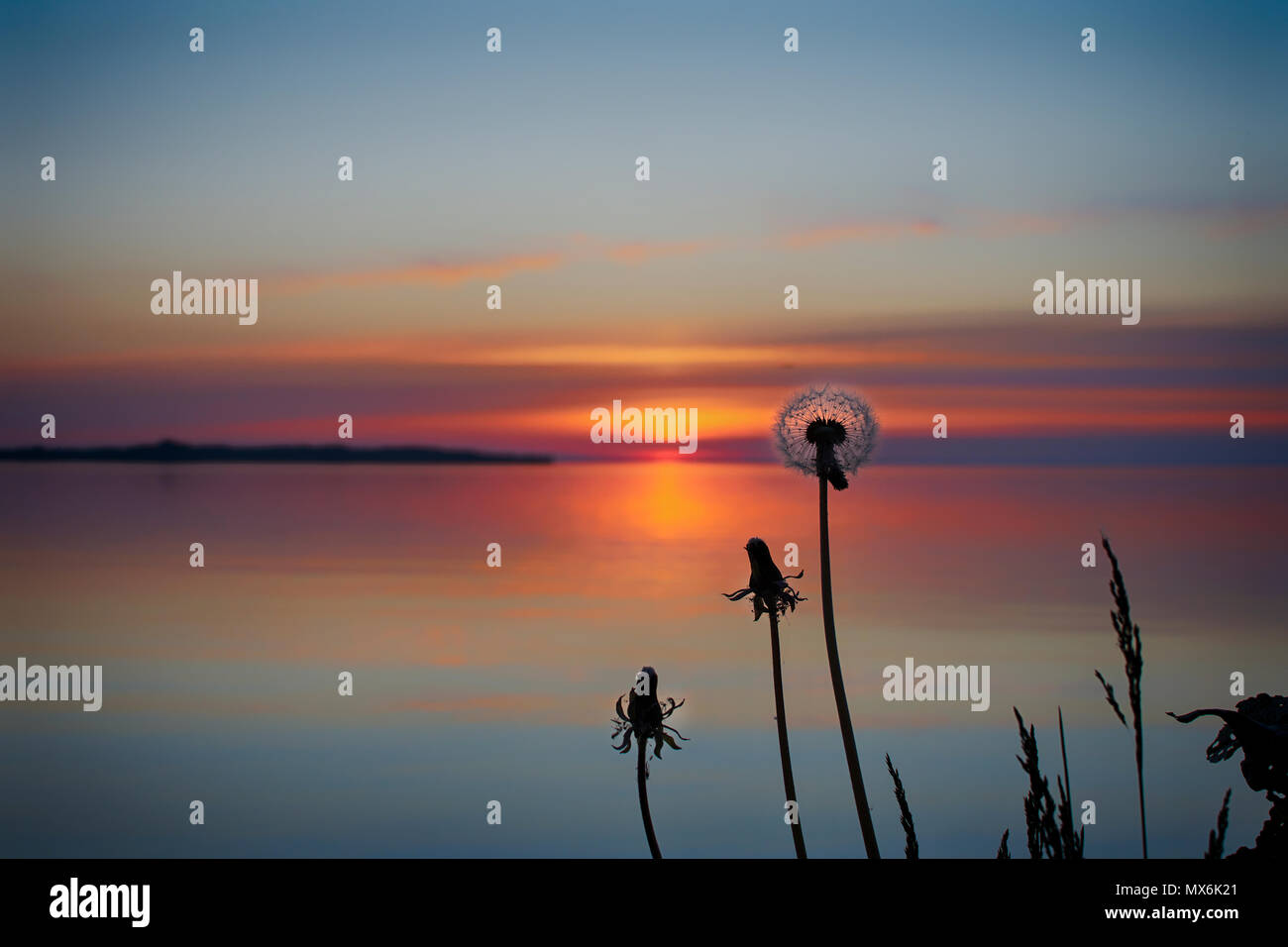 Silhouettes de pissenlits par la mer au coucher du soleil Banque D'Images