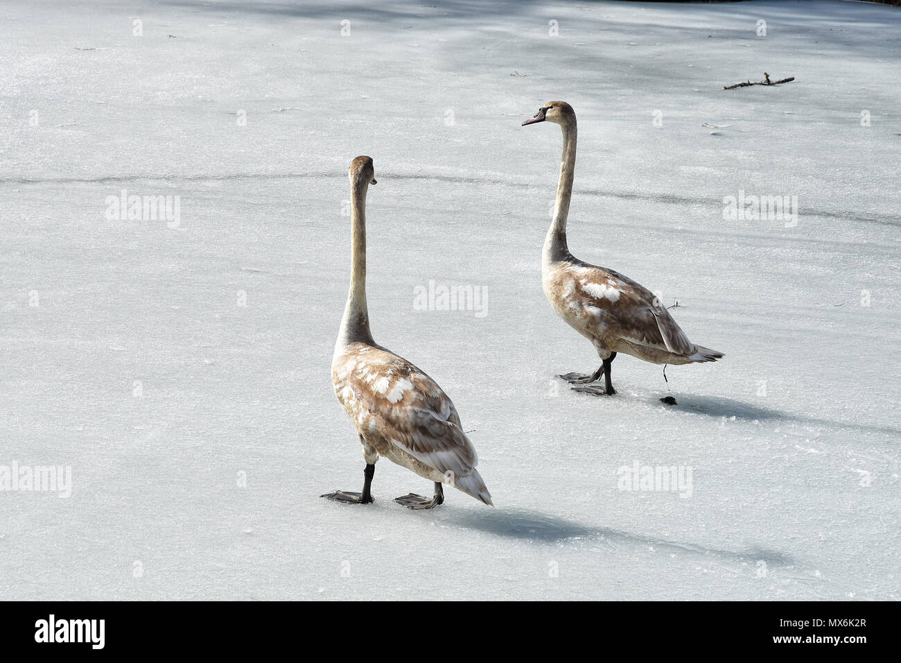 Deux jeunes cygnes marcher sur la glace au début du printemps, bavarder et pooping. Banque D'Images