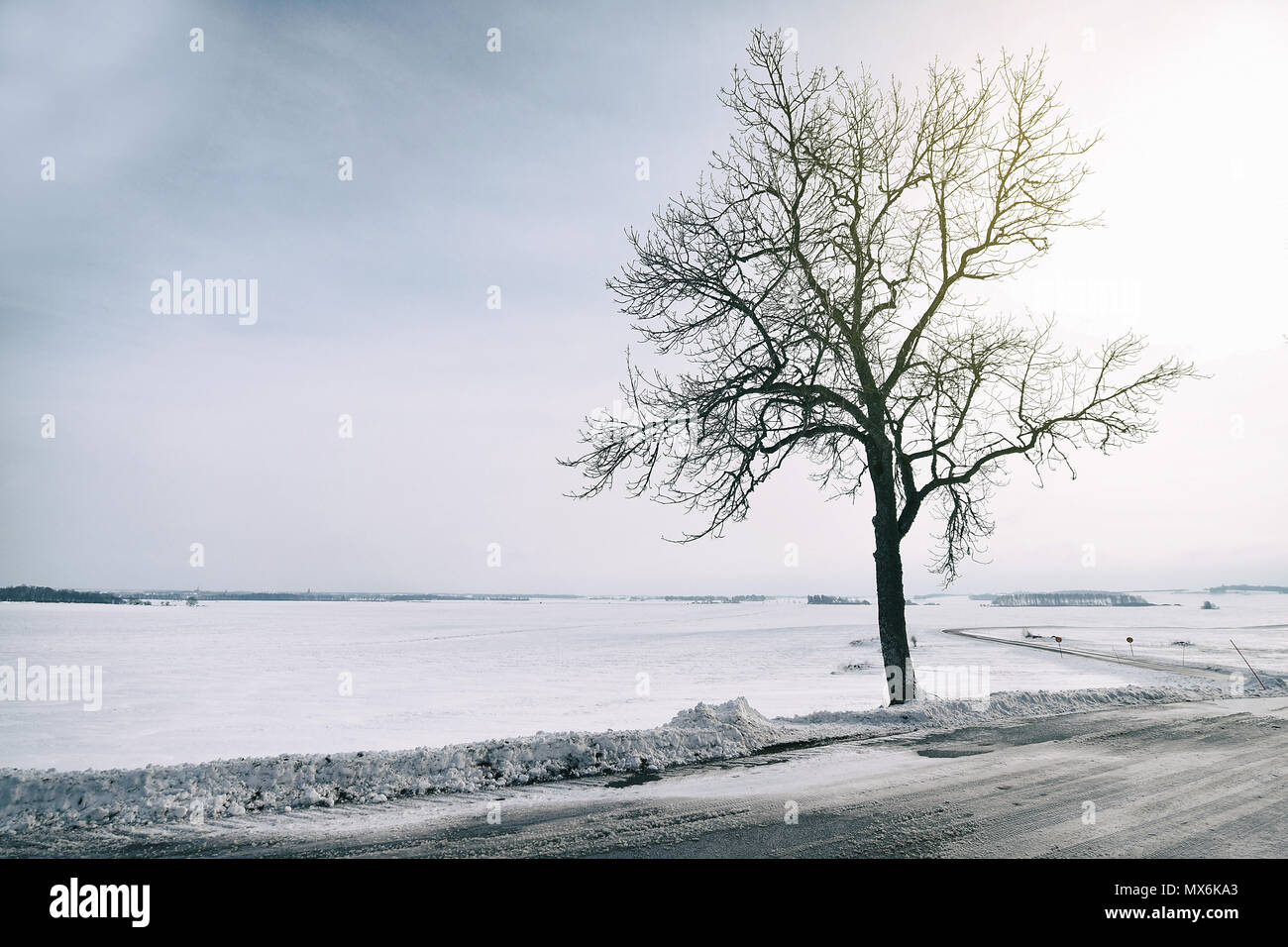 Hiver arbre nu par la route d'une journée ensoleillée. Banque D'Images