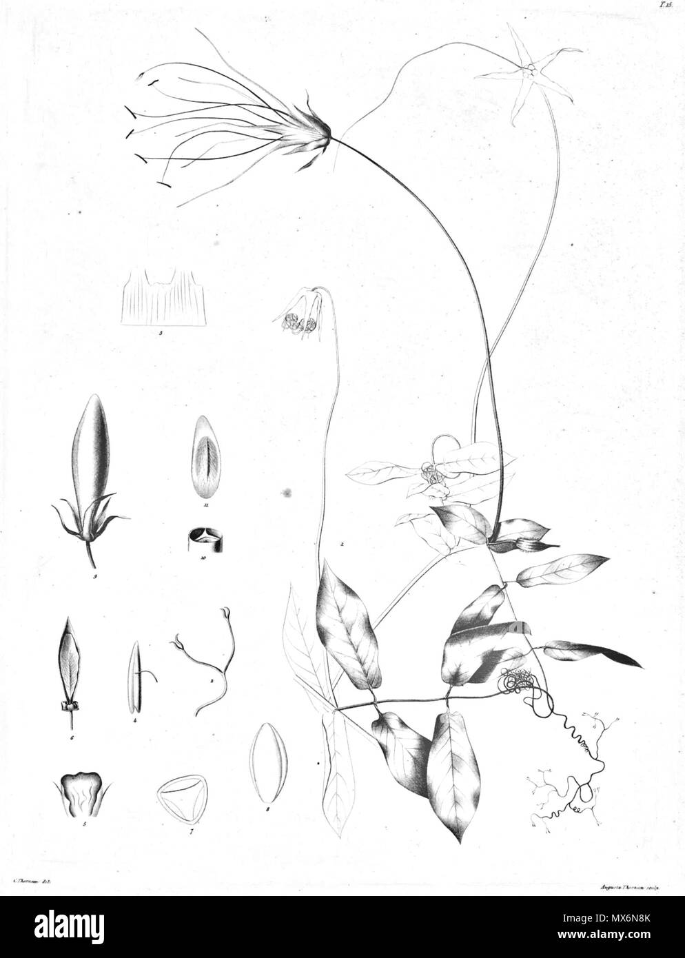 135 Cobaea gracilis Ørsted Banque D'Images