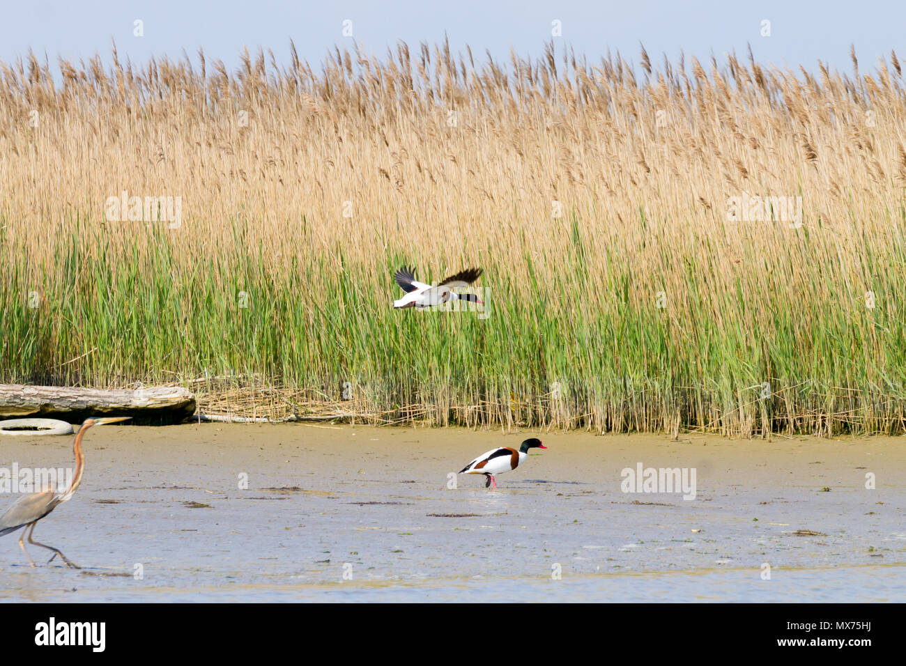 Tadorne de fermer jusqu'à partir de la rivière Po lagoon, Italie. Des oiseaux migrateurs. Nature italienne Banque D'Images