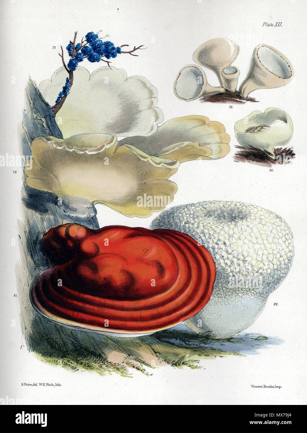 . Lithographie de divers champignons étant de plaque XII :, Sarah (1865) Illustrations des champignons de nos champs et bois publié pour l'auteur par Lovell Reeve & Co., 5, Henrietta Street, Covent Garden, 1864-65. 1865. Sarah : 501 Price-Sarah-champignons-plaque-XII-1865 Banque D'Images