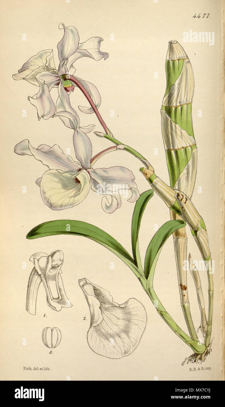 . Illustration de Dendrobium tortile . 1849. Walter Hood Fitch (1817-1892) del. et lith. Dendrobium tortile 159 Banque D'Images