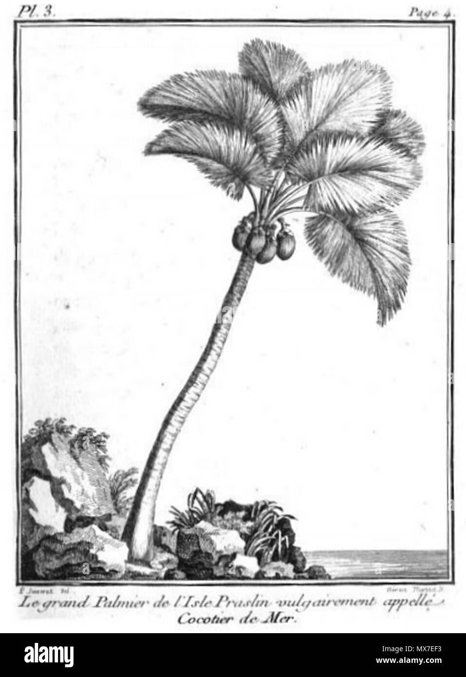 . Français : Le grand palmier de l'île de Praslin vulgairement appelé Cocotier de mer. 13 juin 2014, 14:46:23. Pierre Sonnerat (1748-1814) 135 sonnerat Coco de Mer Banque D'Images