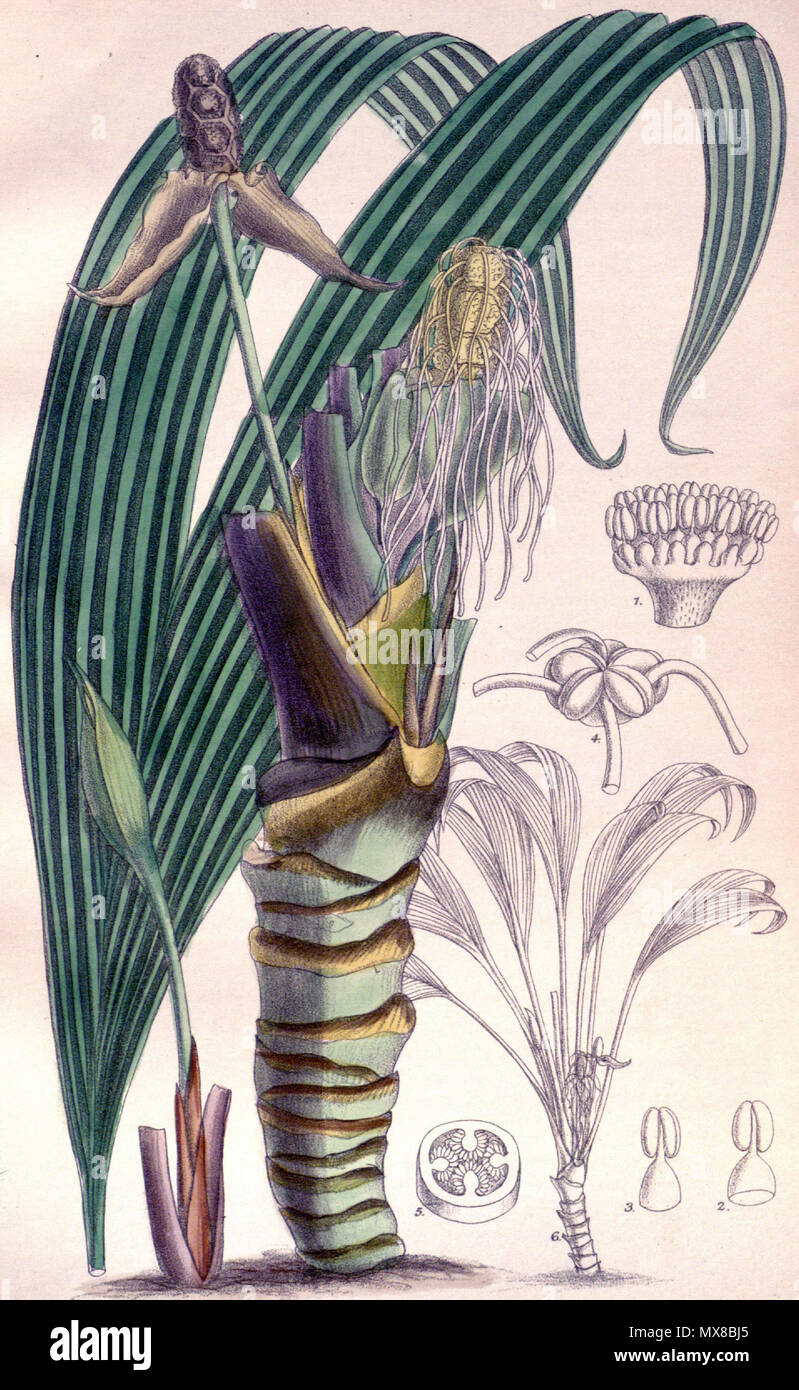 . Anglais : Dicranopygium microcephalum . 1892. probablement Matilda Smith (1854-1926) 162 Dicranopygium microcephalum Banque D'Images