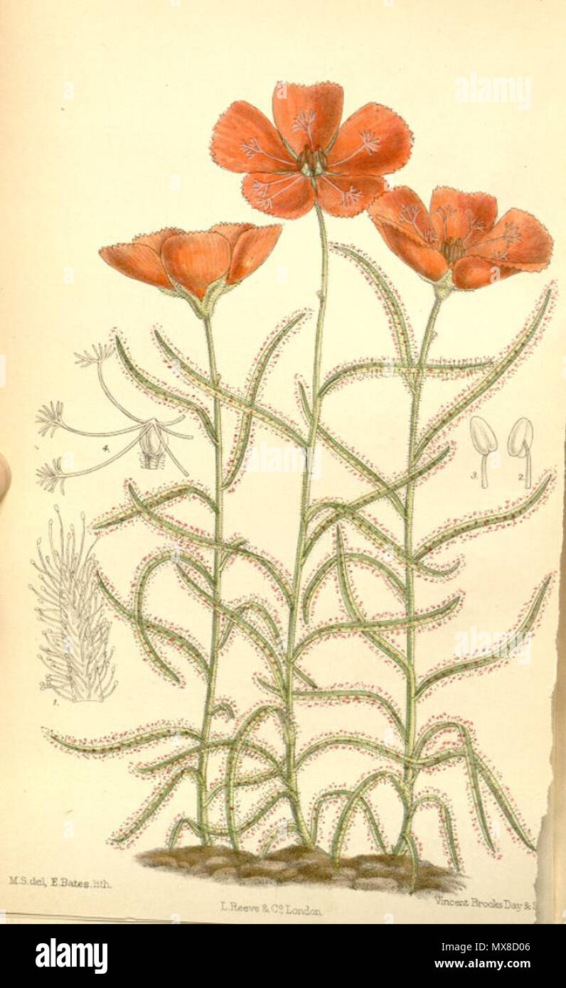 . Illustration de Drosera cistiflora . 1890. Joseph Dalton Hooker (1817-1911) Drosera 172 cistiflora Banque D'Images