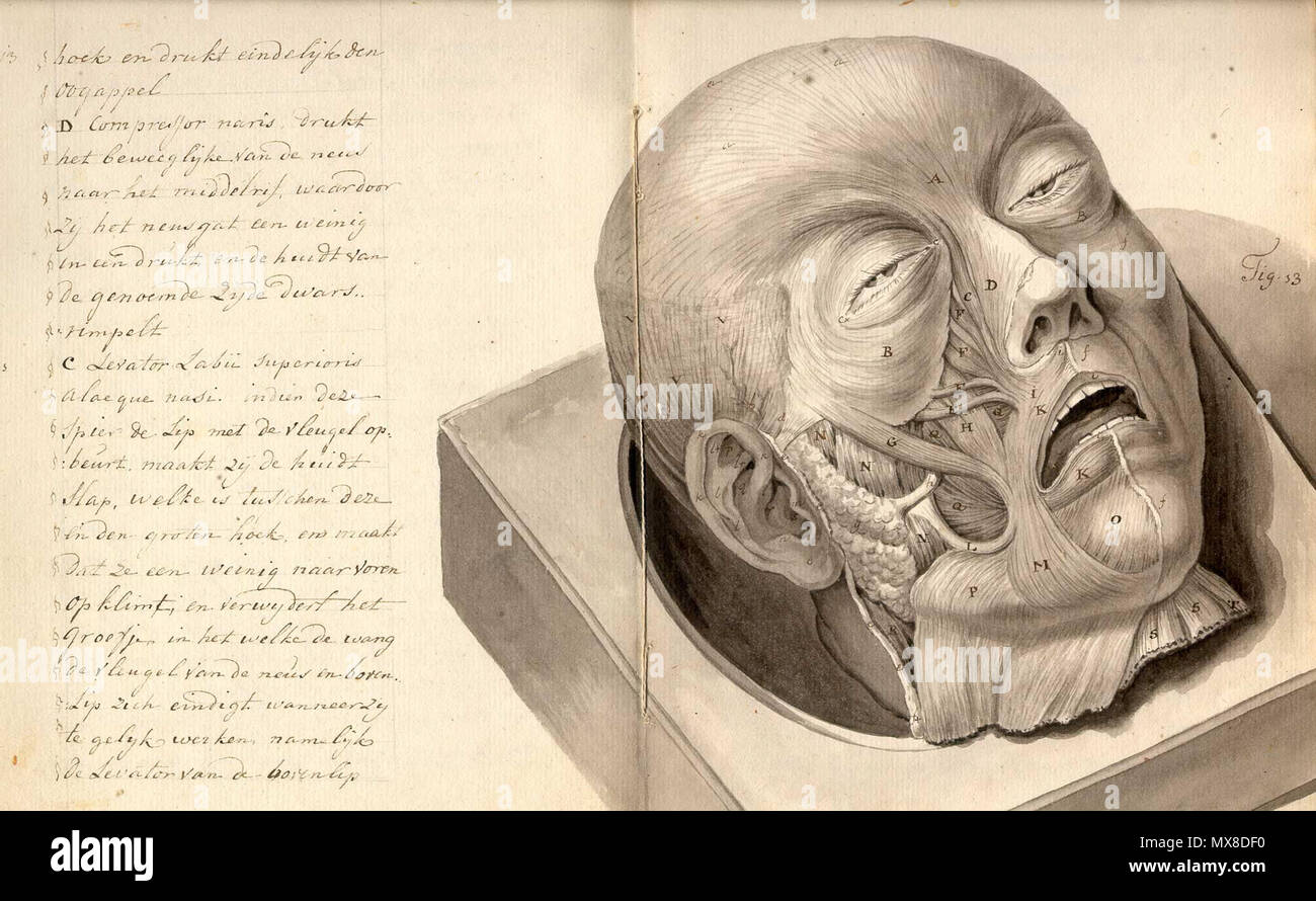 . Anglais : anonyme. [Tise sur la physionomie. (Pays-bas ?, ca. 1790)]. Physiognomy est la science de l'individu concernant le caractère, la personnalité, et le tempérament à la forme de son visage, de la tête, et/ou de l'organisme. Les théories derrière elle revenir à Hippocrate, qui croyait que les caractéristiques physiques du corps humain a révélé les traits de personnalité ; Aristote effectué des études sur la façon d'un sèche, des membres et des traits du visage et de la personnalité prédit le tempérament. Ces théories ont prospéré tout au long du Moyen Âge et la Renaissance, et l'a noté Girolamo Cardano (1501-1576) a été l'un de ses principaux propon Banque D'Images