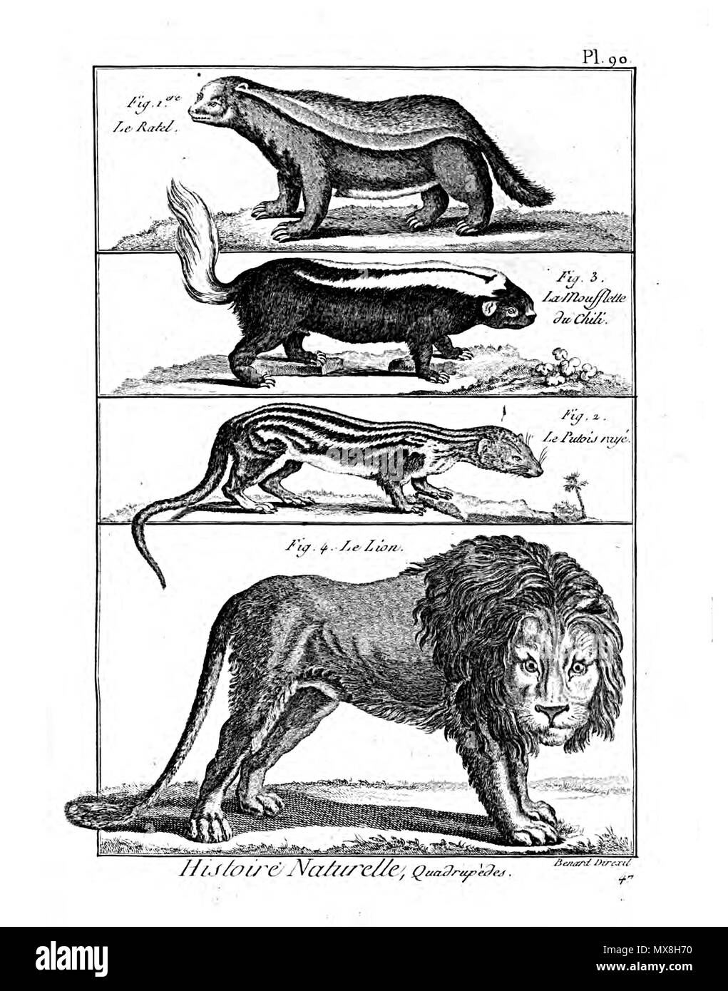190 Encyclopédie méthodique - mammalogie, pl90 Banque D'Images