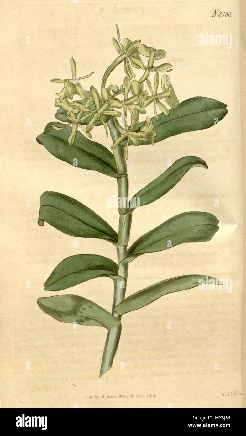 . Illustration de l'Epidendrum (umbelliferum comme syn. Epidendrum umbellatum) . 1819. William Herbert (1778-1847) del. ( ? Cette plaque pas signé) sc de Weddell. Umbelliferum 192 Epidendrum (comme Epidendrum umbellatum) - Curtis' (46 NS 4) pl. 2030 (1819) Banque D'Images