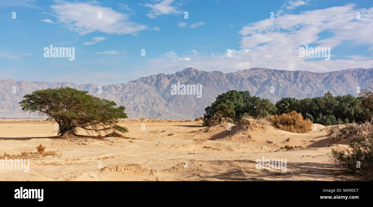 La végétation du désert dans la vallée de l'Arava à Yotvata, près de la frontière de la Jordanie Israël Banque D'Images