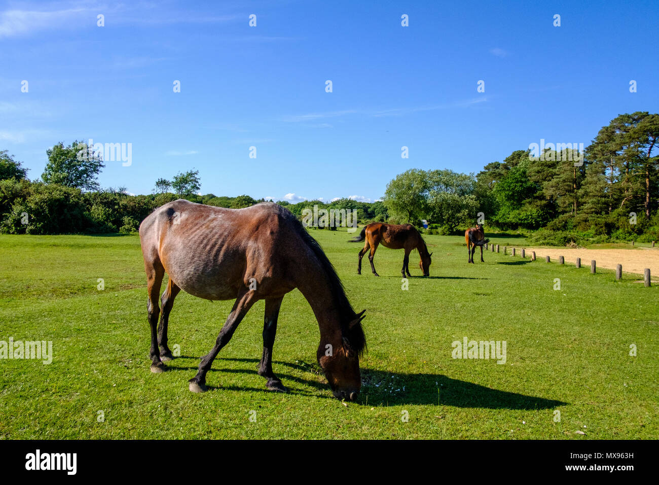 Poney New Forest est l'un des montagnes et la lande reconnu ou races de poney originaire des îles britanniques. Banque D'Images