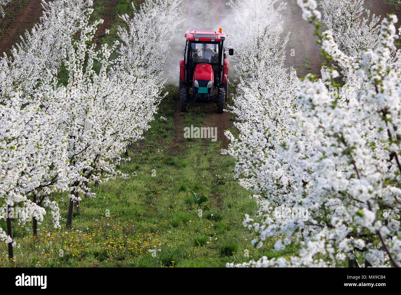 Les sprays tracteur insecticide en agriculture verger Banque D'Images