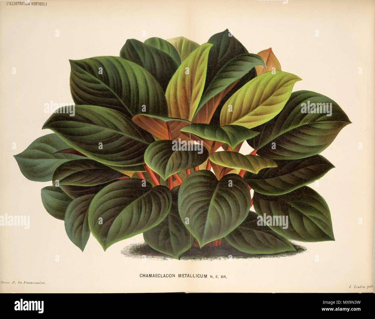 . Anglais : Homalomena metallica (N.E. Br.) Engl., comme Chamaecladon metallicum N.E. Br. 30 octobre 2011. L'Illustration horticole 283 Homalomena metallica Banque D'Images